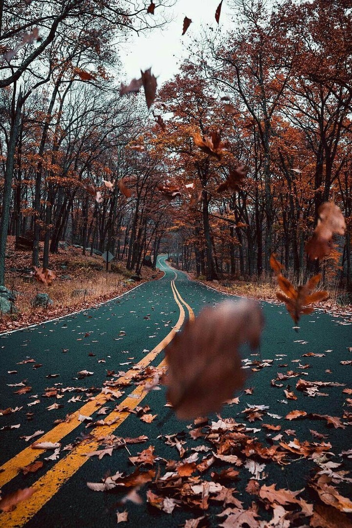 bosque