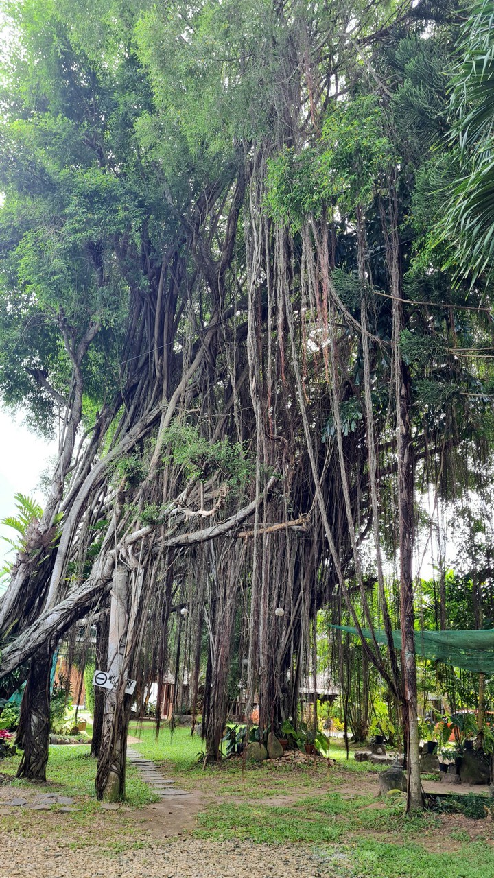 Balete Tree