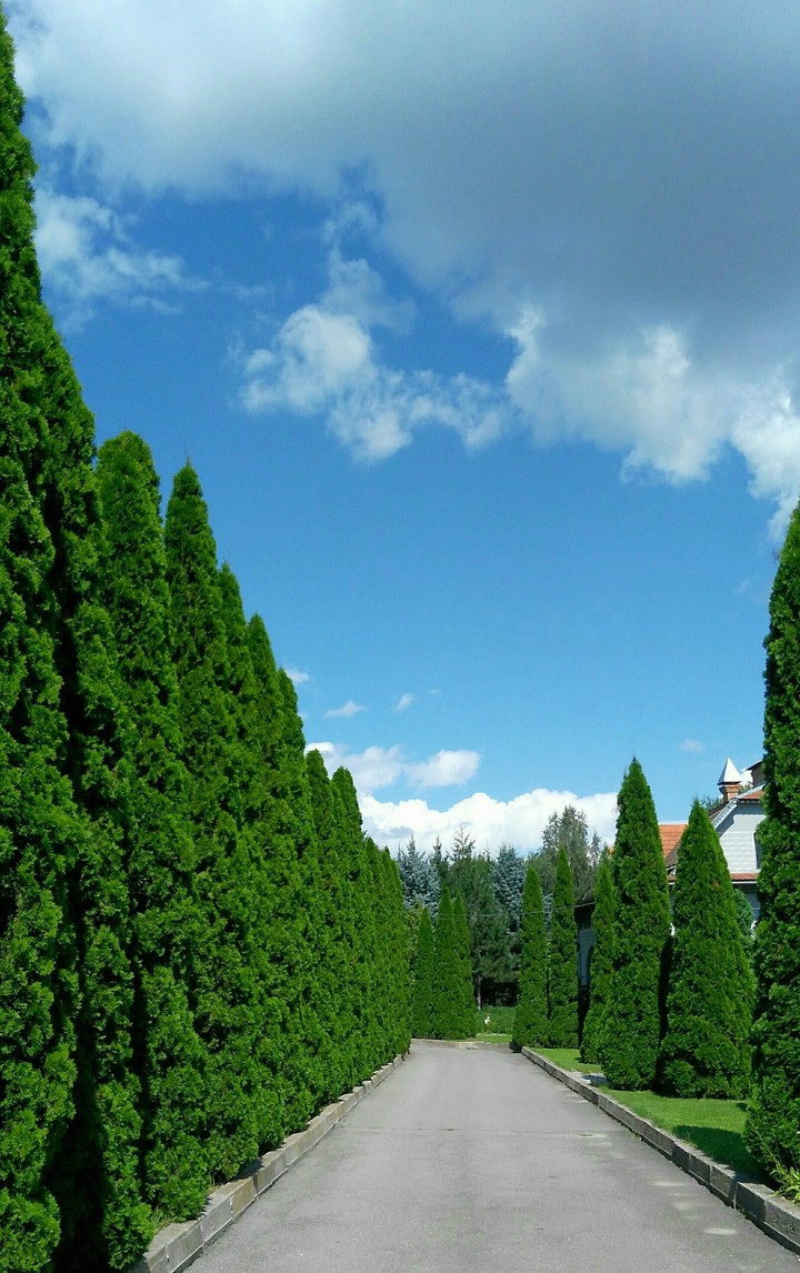 beautiful bushes
