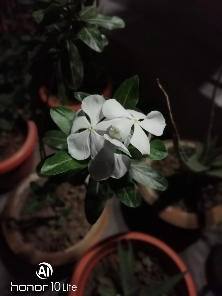 white flowers