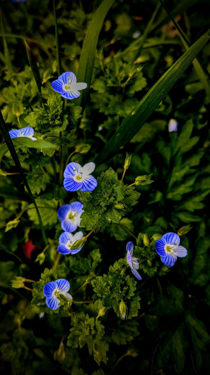 Flower power