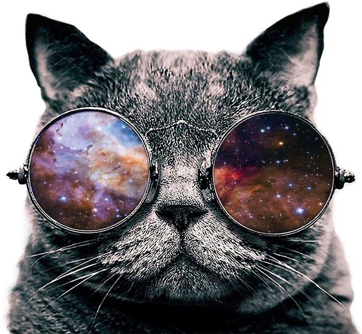 кот
