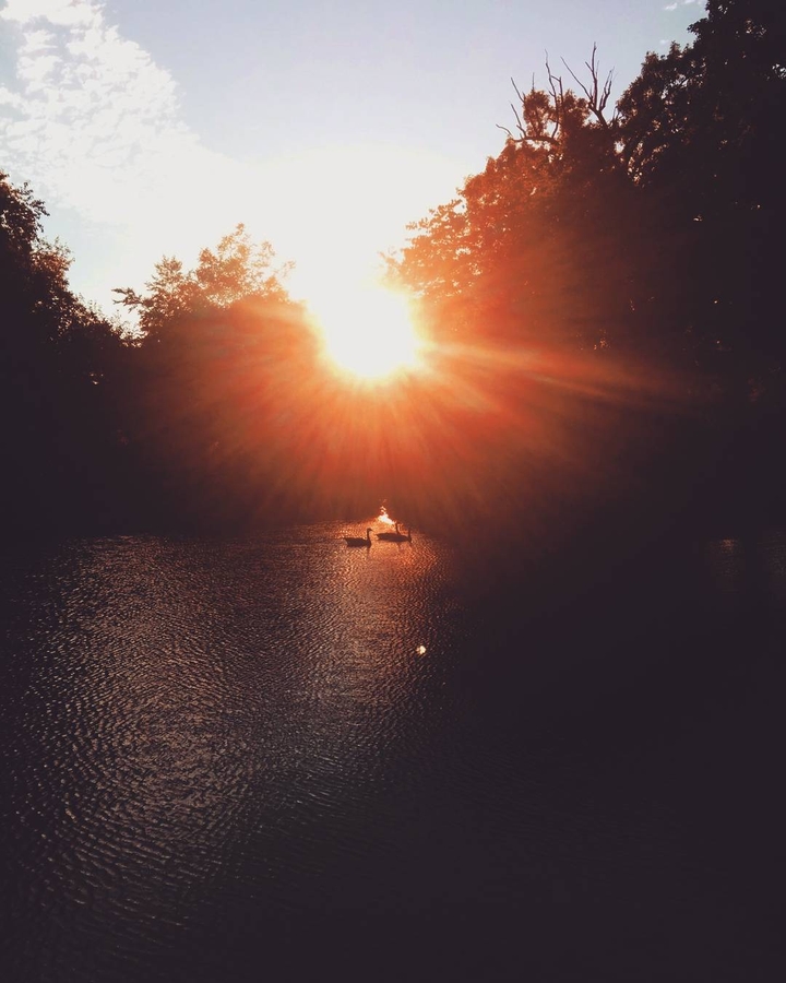 Sunset Swan