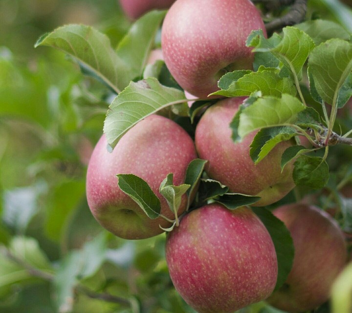 apple
