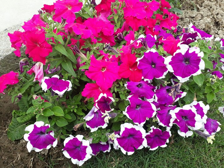 pink n purple