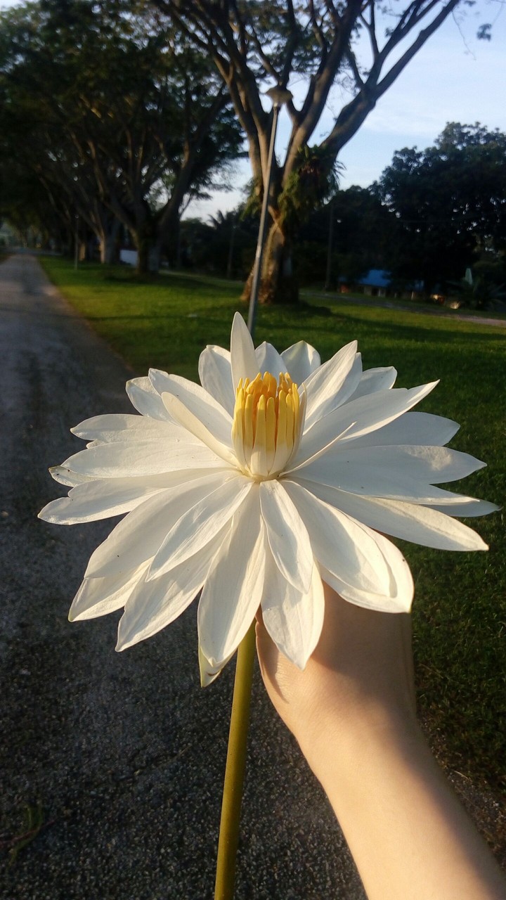 White lotus