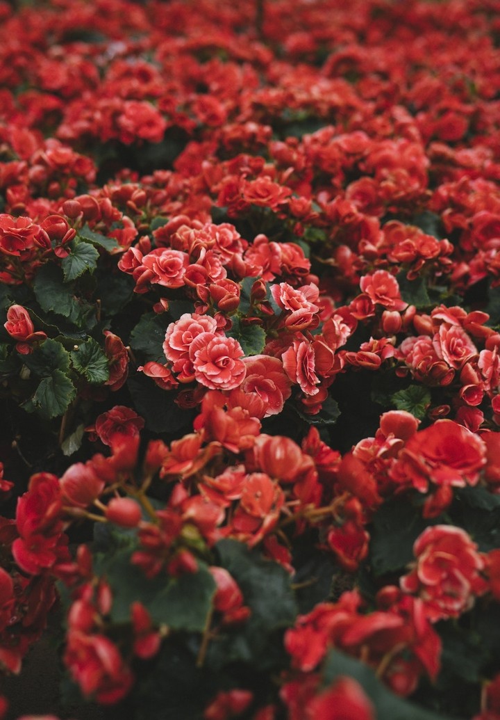 I Love Flowers