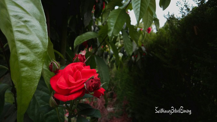 bouquet rose
