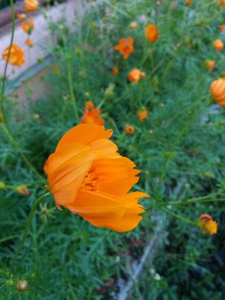 flower