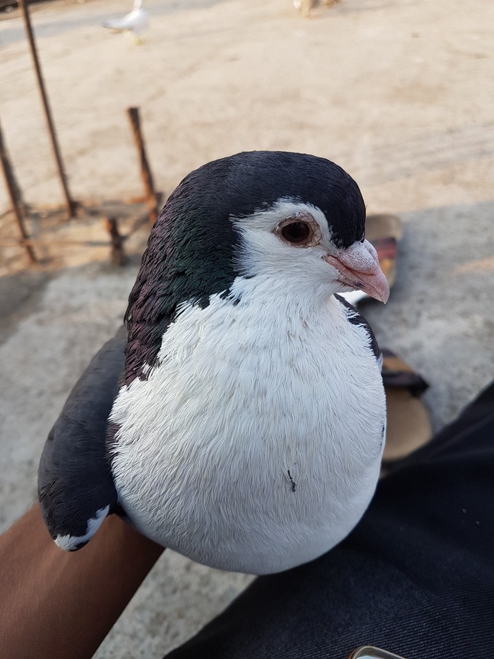animal