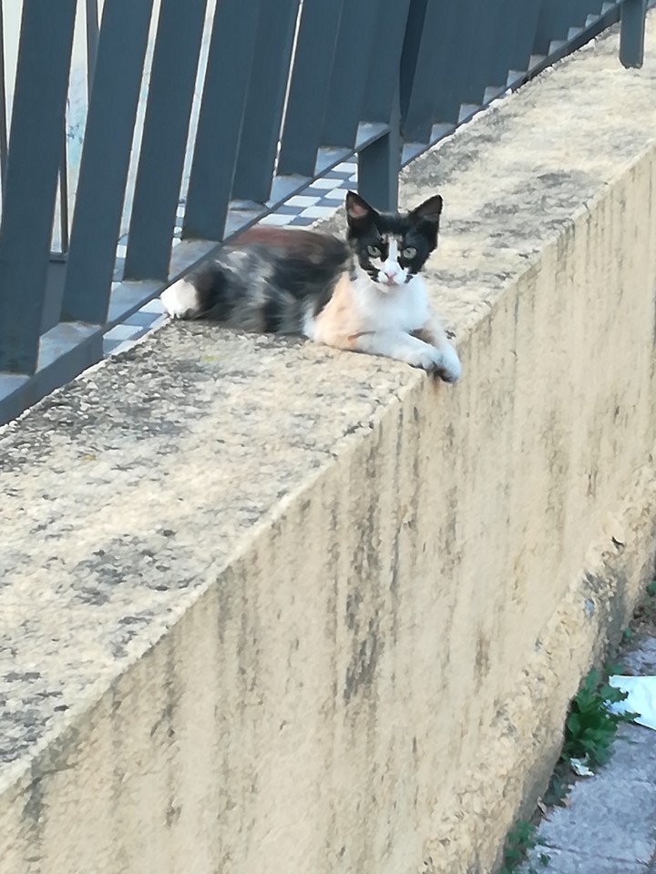 un gatto di strada