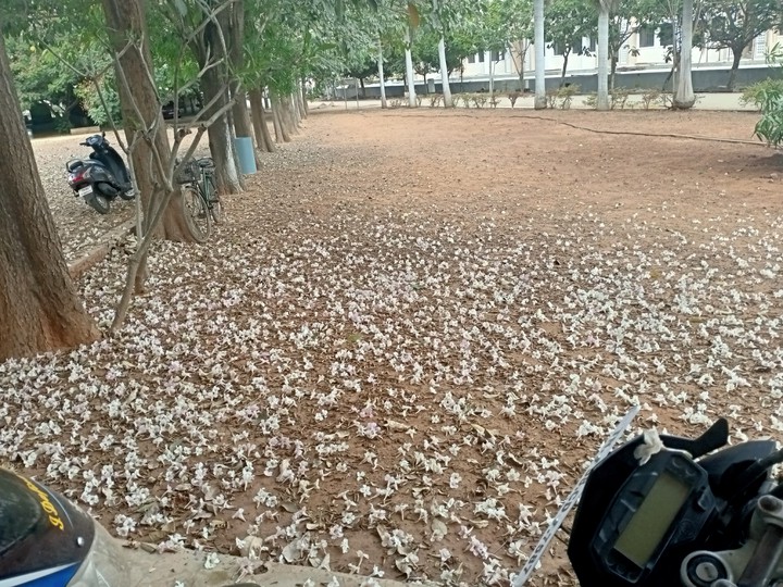 flower on the floor..un used road