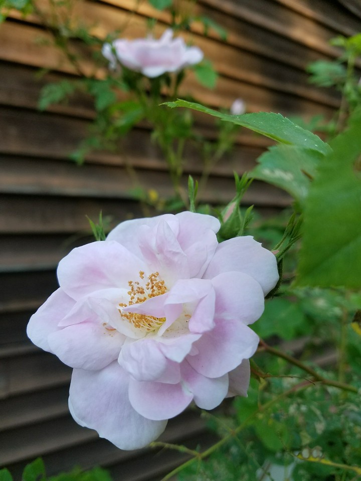 Rose in Bloom