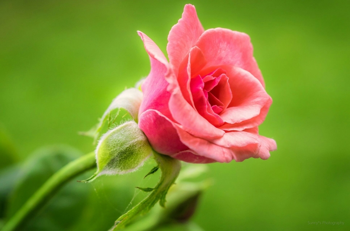 rose