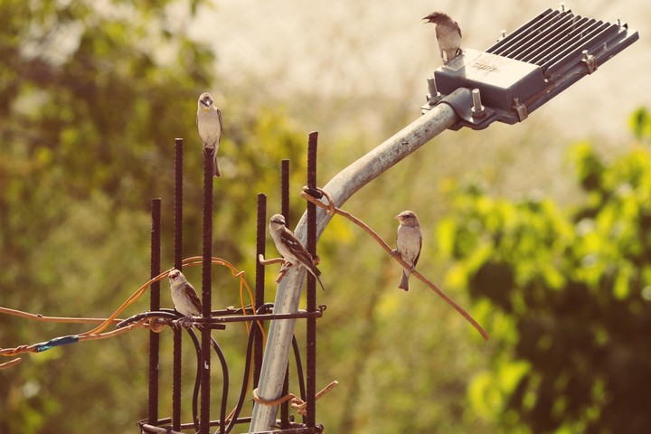 sparrow