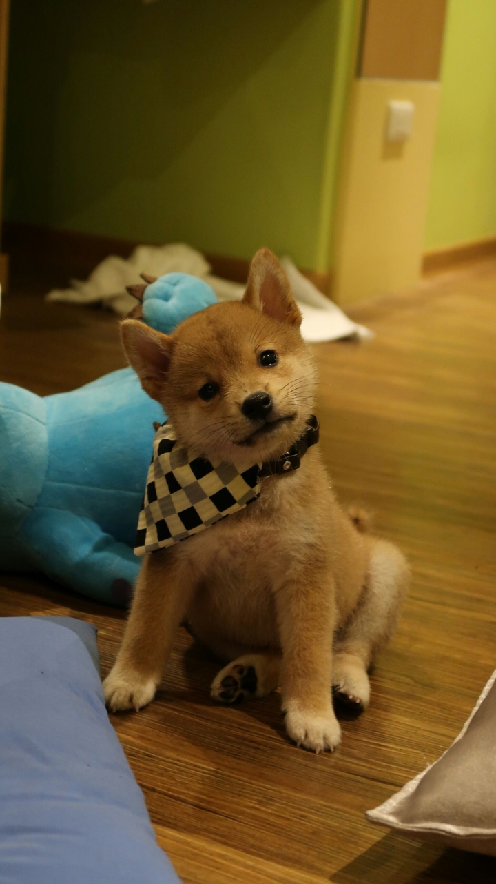 shiba inu