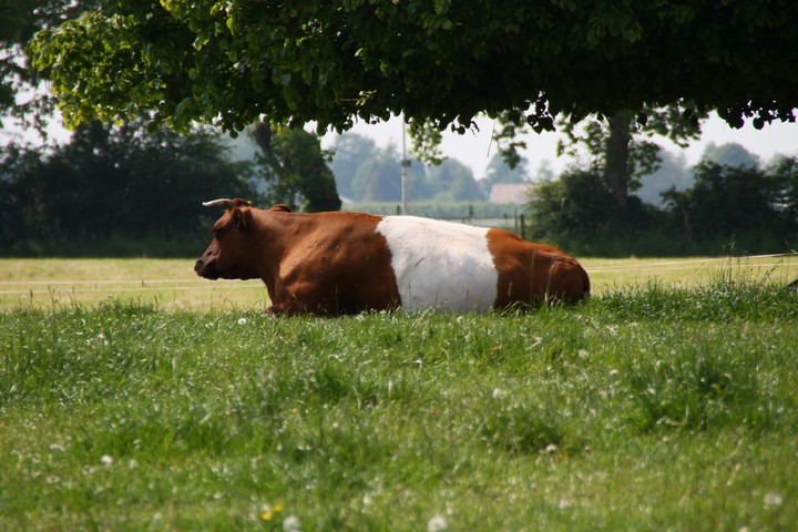 lakenvelder