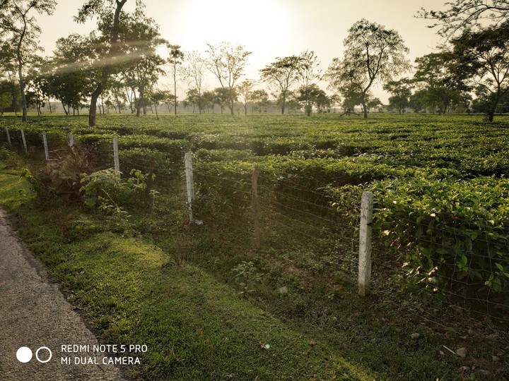 tea garden