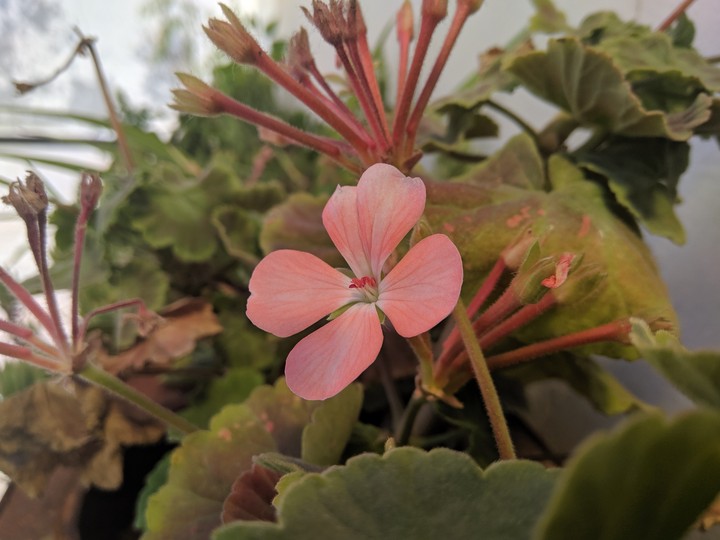 flower