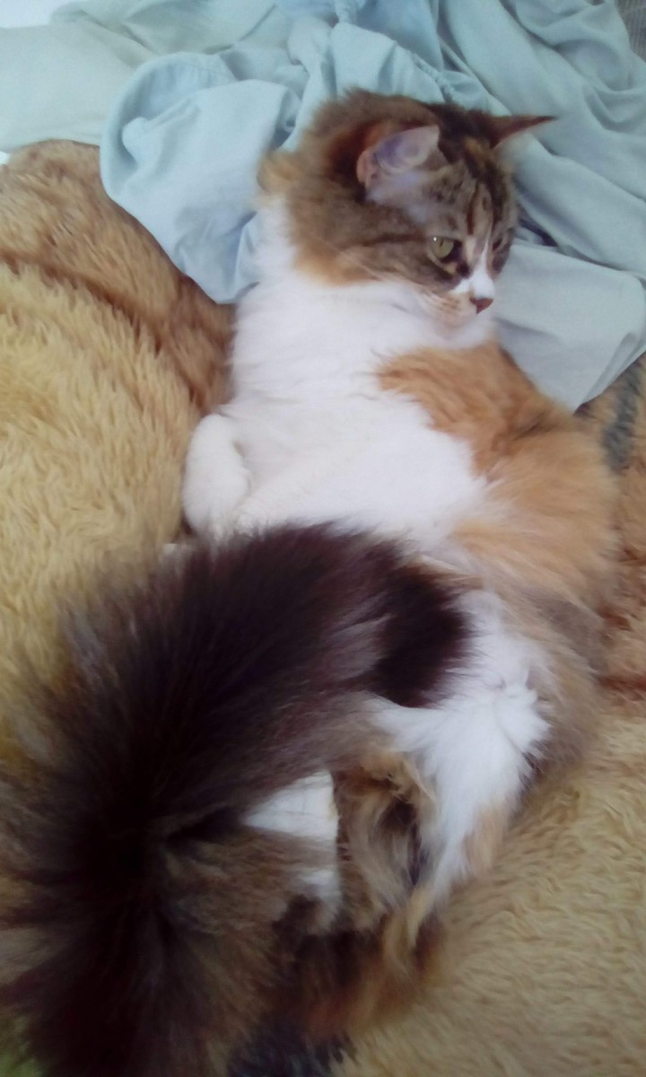 A rainha dos gatos