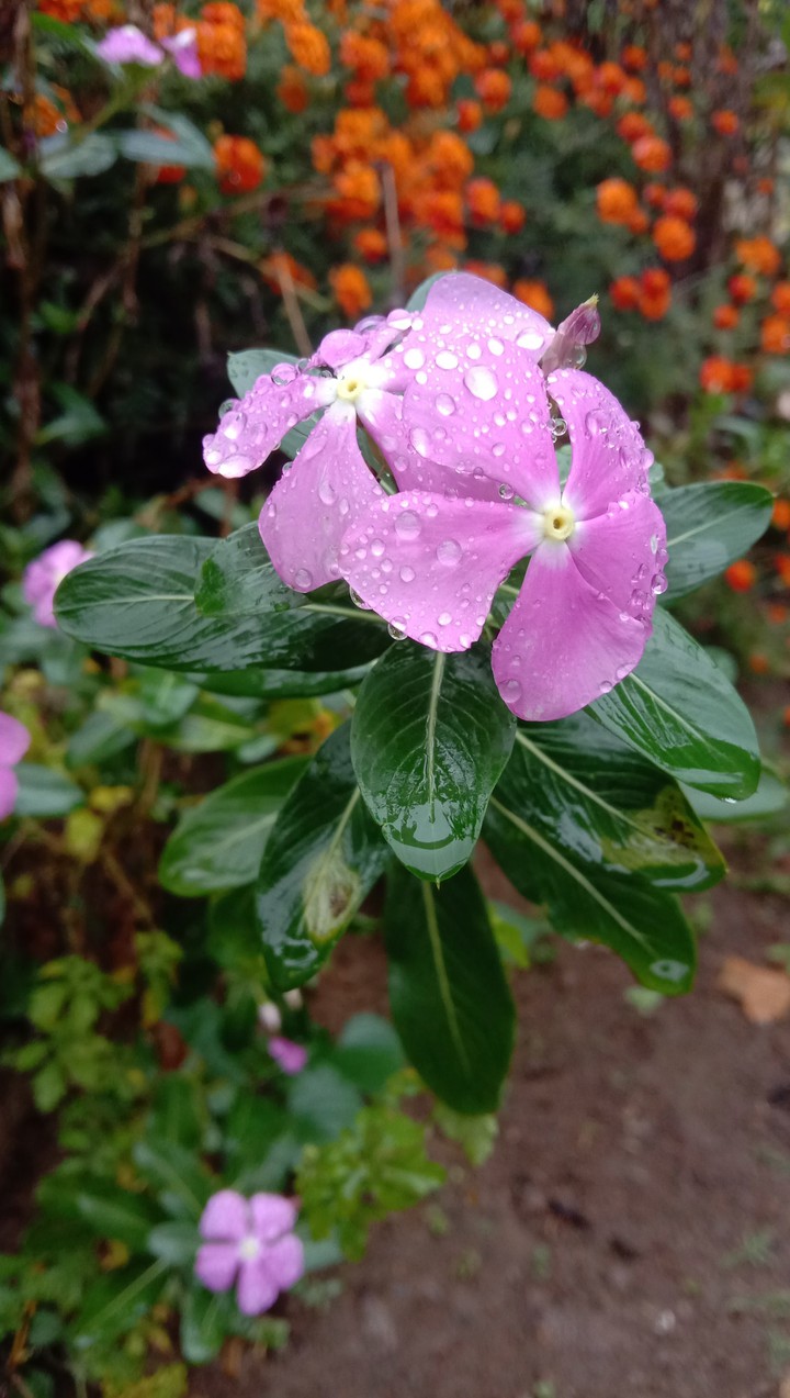 Periwinkle