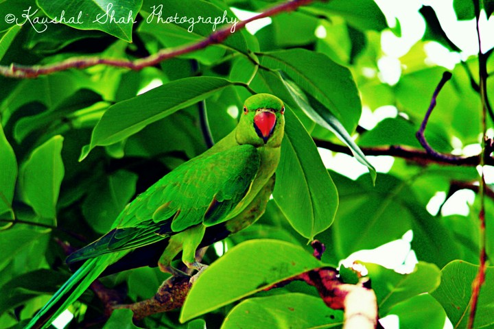 PARROT