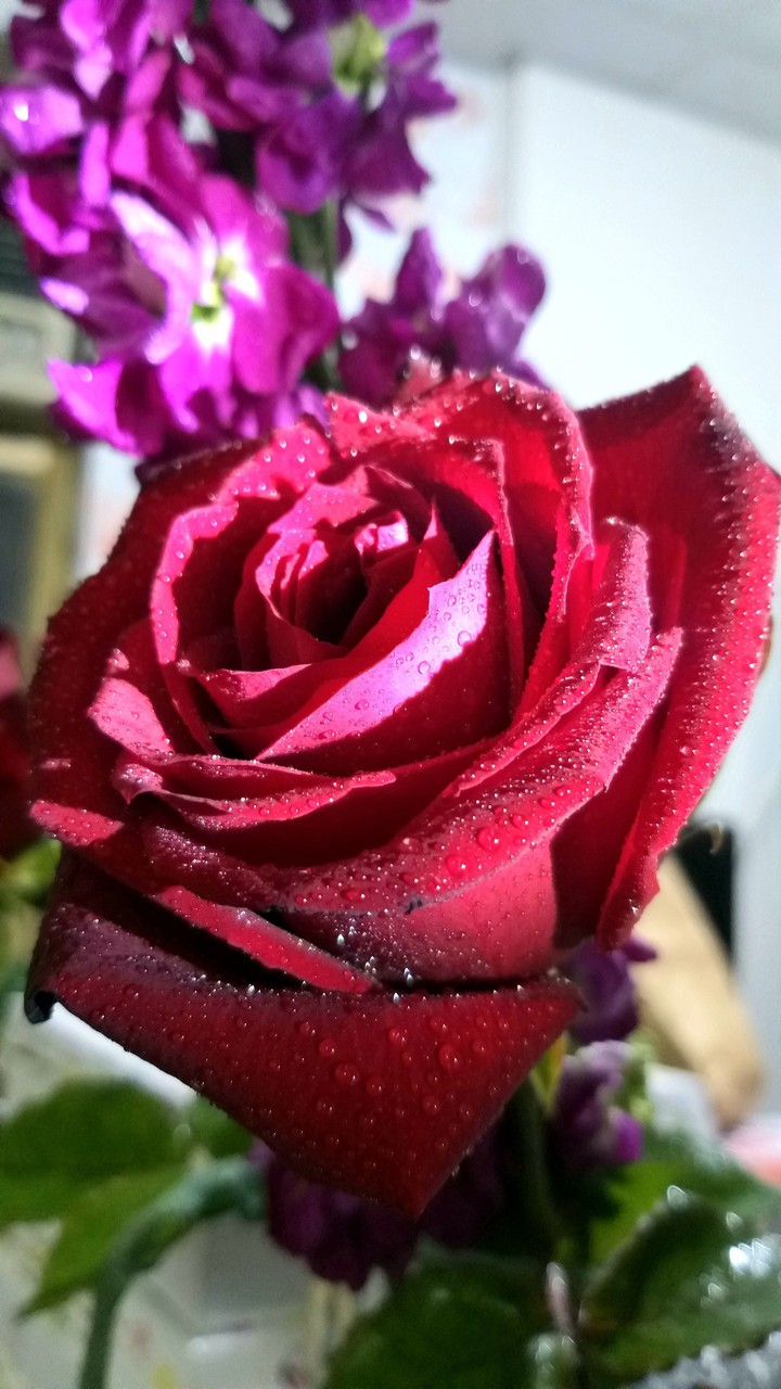 red rose