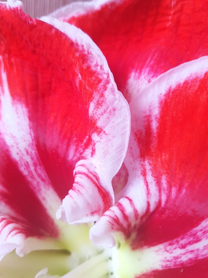 red petal