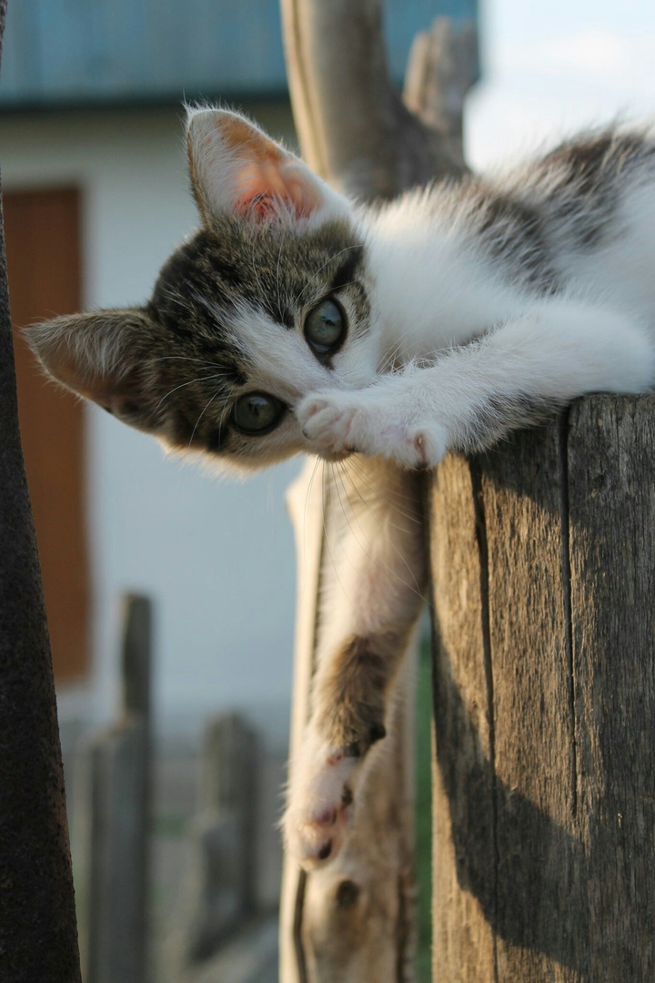 cat