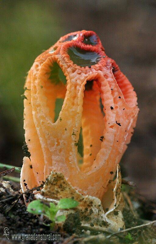 mushroom