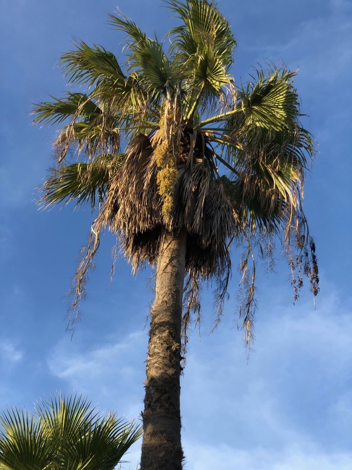 palm tree