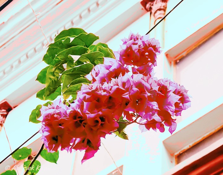 flower