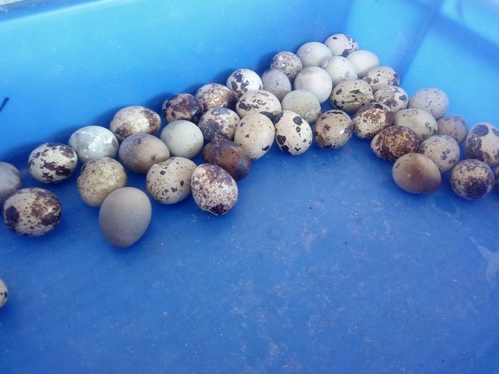 Japanese quail eggs