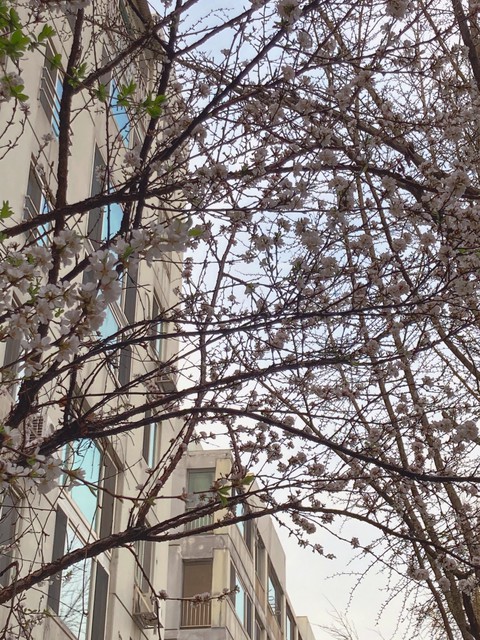 twig, sky壁紙