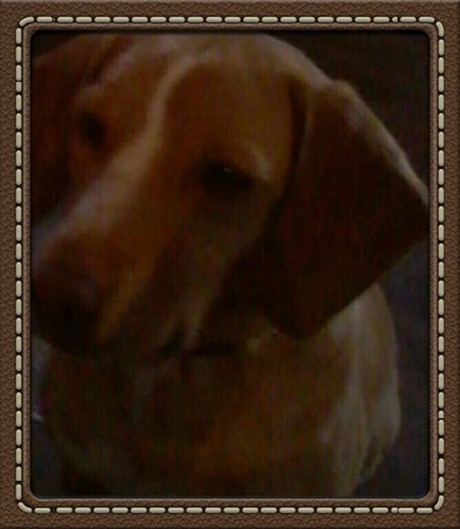 my dog my life