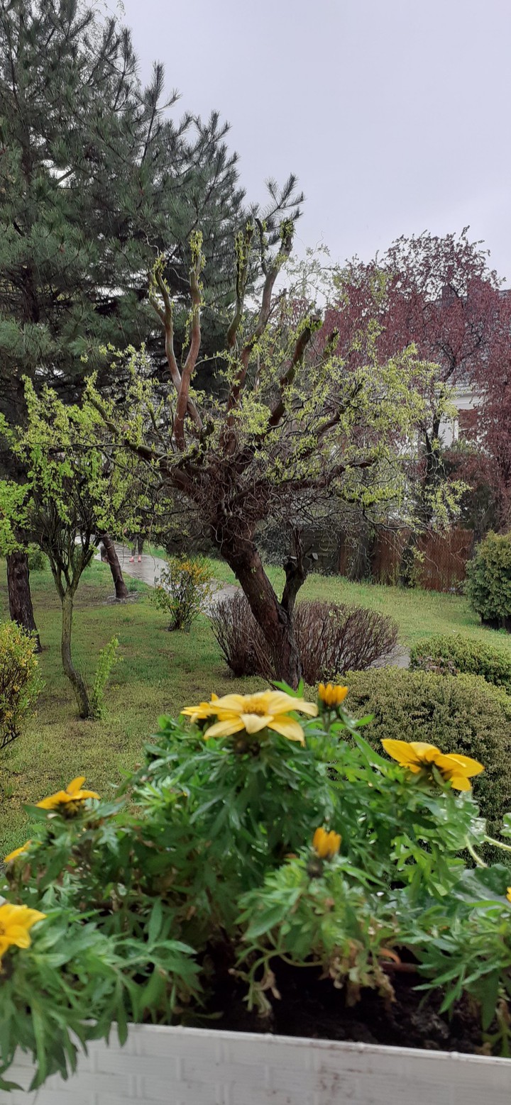 Widok