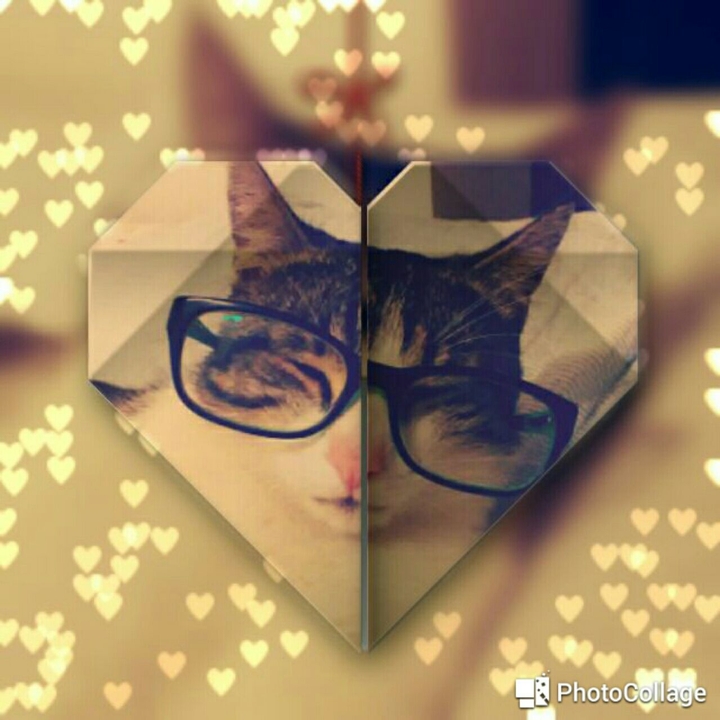 cat in heart