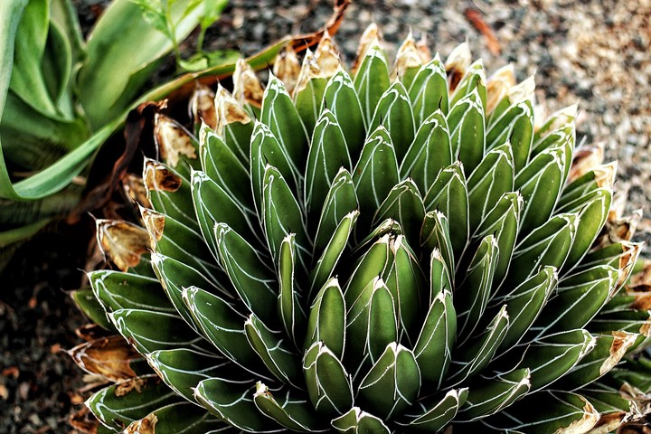 plant