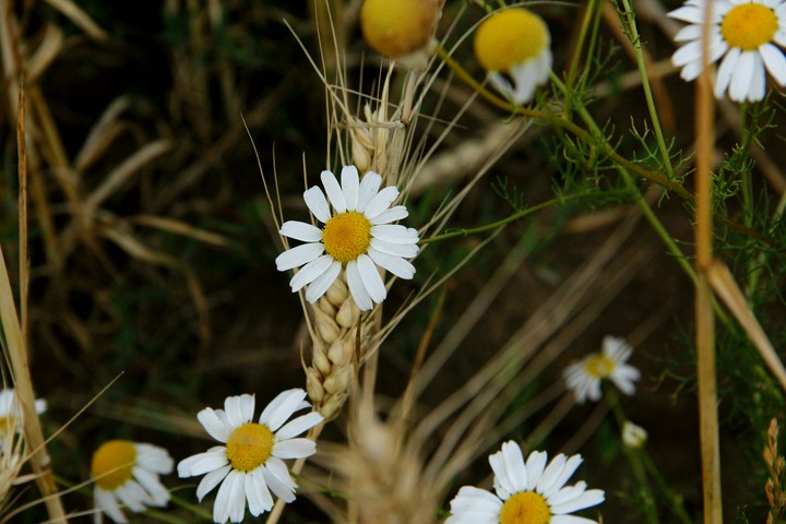 flower and field