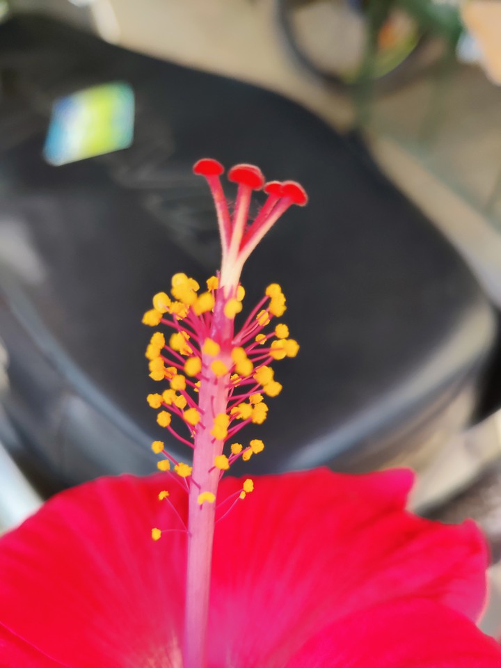 hibiscus
