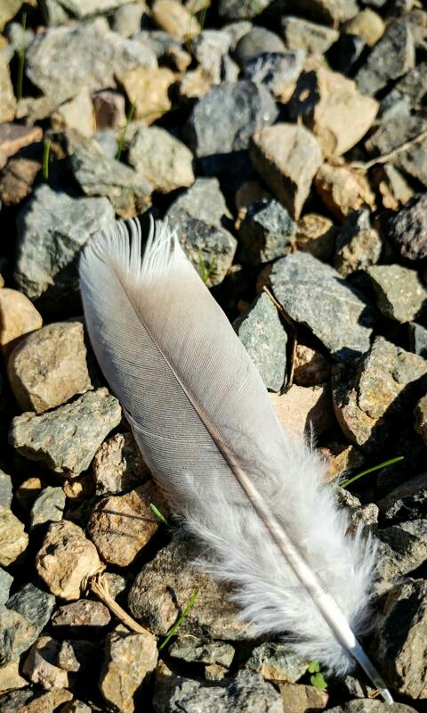 feather 3 .