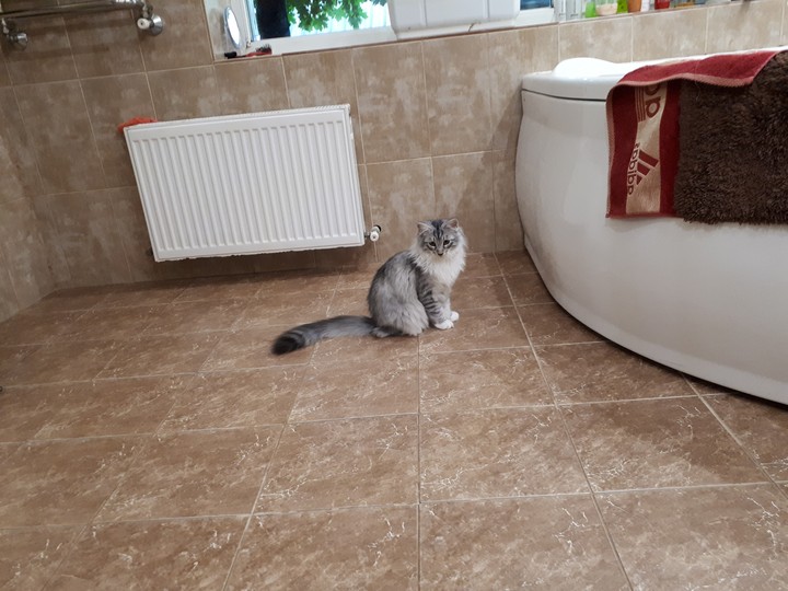 саt 