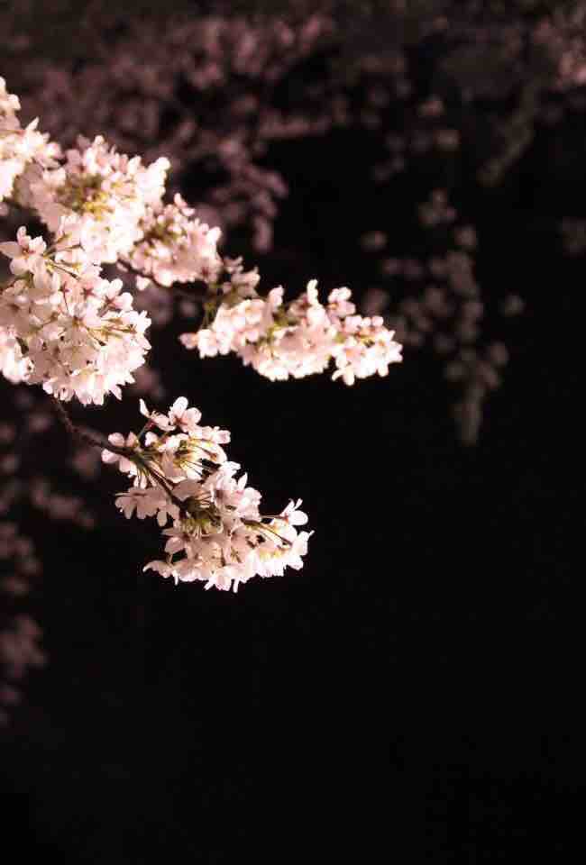Cherry blossoms at night