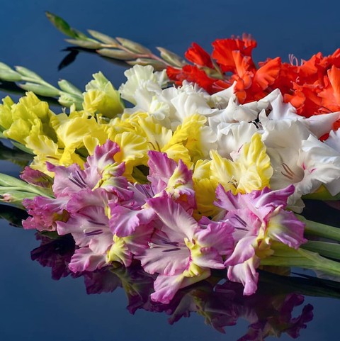 gladiola