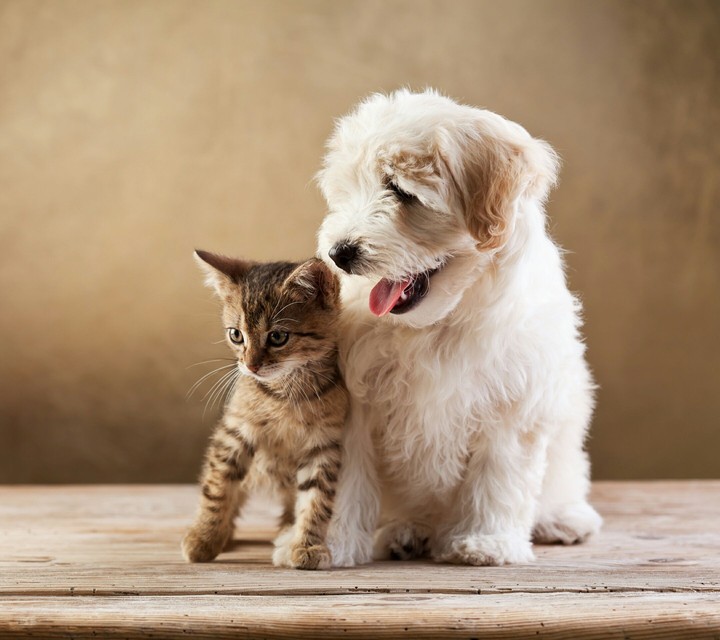 friends 