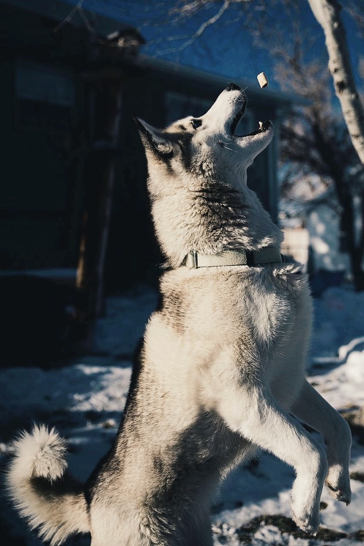 Wolf
