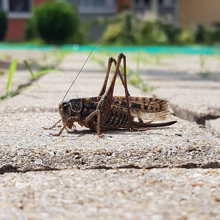 Grasshopper