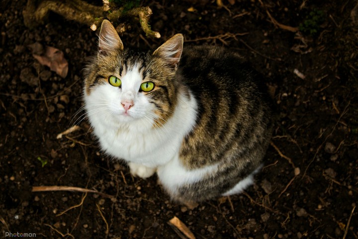 Cat