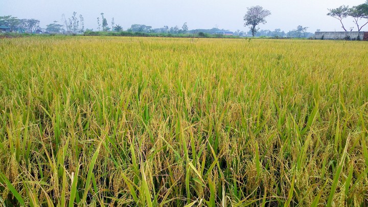 Rice