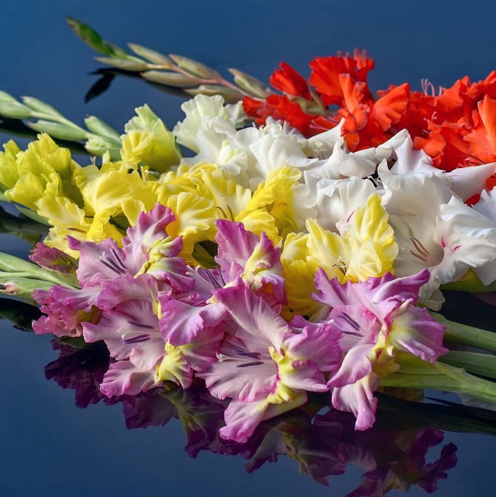 gladiola